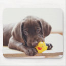Search for cute duck electronics Pet