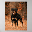 Search for rotties art Puppies