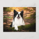 Search for black border postcards Dog