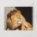 Search for big cat predators postcards Lion