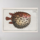 Search for puffer posters Illustration