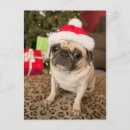 Search for pug christmas cards Cute