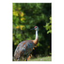 Search for sandhill art Wildlife