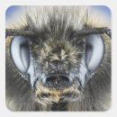 Search for antenna stickers Compound eyes