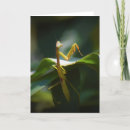 Search for praying mantis cards Garden