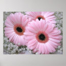 Search for gerbera daisy colours art Floral