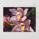 Search for orchids photography Macro