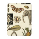 Search for insect magnets Animals