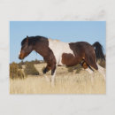 Search for ken postcards Stallion