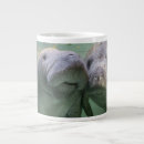 Search for manatees mugs Florida