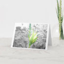 Search for budding cards Photography