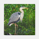 Search for herons magnets Great blue heron