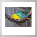 Search for lineolated Parrot
