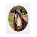 Search for horse lovers magnets Cute