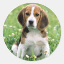 Search for beagle puppy stickers Photography