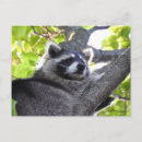Search for bandit postcards Wildlife