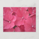 Search for hydrangea hydrangeas postcards Pink