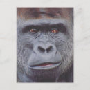 Search for silverback gorilla postcards Endangered