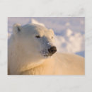 Search for hudson bay postcards Travel