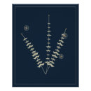 Search for vintage botanical posters Minimalist