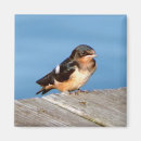 Search for swallows magnets Animal