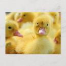 Search for wild duck postcards Cute