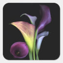 Search for calla lily stickers Purple