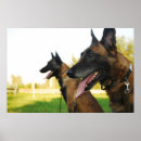 Search for belgian posters Malinois