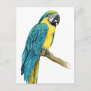 Search for macaw postcards Tropical