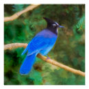 Search for jay jay art Steller's