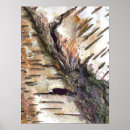 Search for birch bark posters Tree