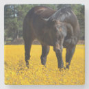 Search for horse coasters Thoroughbred
