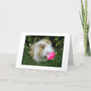 Search for gerbil cards Photography