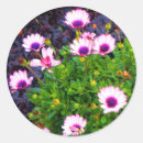 Search for african daisy stickers Osteospermum