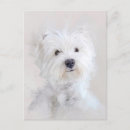 Search for westies postcards Cute