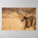 Search for leopard portrait art Nature