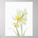Search for jonquil posters Nature
