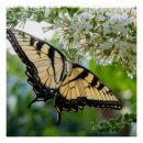 Search for butterfly on black posters Nature