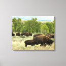 Search for bison canvas prints Wyoming