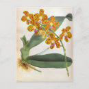 Search for vintage oranges postcards Floral