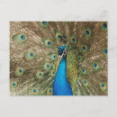 Search for feathered birds rectangle stickers Animal