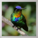 Search for fiery posters Bird