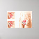 Search for midsection canvas prints Physiology
