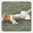 Search for kenya lion stickers Lying down