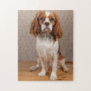 Search for cute cavalier king charles spaniel puzzles Pet