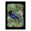 Search for blue jay birthday cards Wild