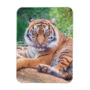 Search for wild cat magnets Predator
