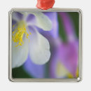 Search for closeup christmas tree decorations Flower