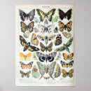 Search for vintage moth posters Nature
