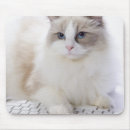 Search for ragdoll electronics Animal